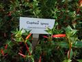 cigar plant